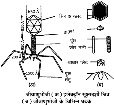 RBSE Solutions for Class 11 Biology Chapter 3 विषाणु या वाइरस img-6