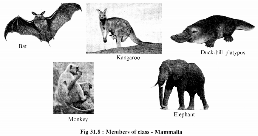 RBSE Solutions for Class 11 Biology Chapter 31 Classification of Vertebrates img-1
