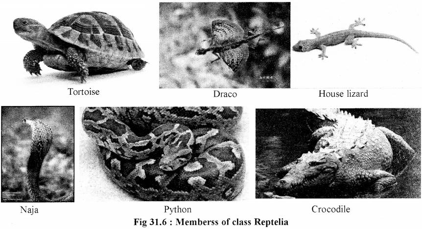 RBSE Solutions for Class 11 Biology Chapter 31 Classification of Vertebrates img-2