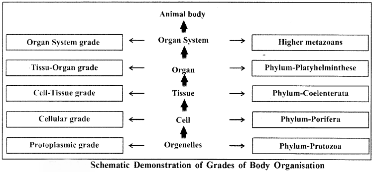 RBSE Solutions for Class 11 Biology Chapter 32 Grades of Body Organisation img-2