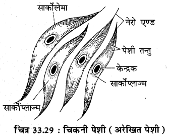 RBSE Solutions for Class 11 Biology Chapter 33 जन्तु ऊतक img-12