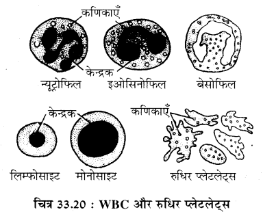 RBSE Solutions for Class 11 Biology Chapter 33 जन्तु ऊतक img-7