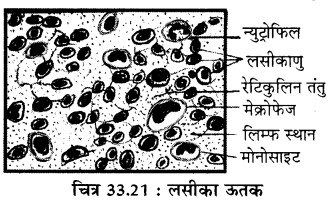 RBSE Solutions for Class 11 Biology Chapter 33 जन्तु ऊतक img-8