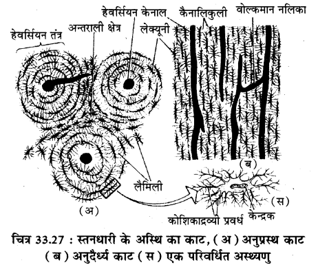 RBSE Solutions for Class 11 Biology Chapter 33 जन्तु ऊतक img-10