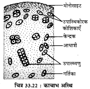 RBSE Solutions for Class 11 Biology Chapter 33 जन्तु ऊतक img-14