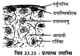 RBSE Solutions for Class 11 Biology Chapter 33 जन्तु ऊतक img-17