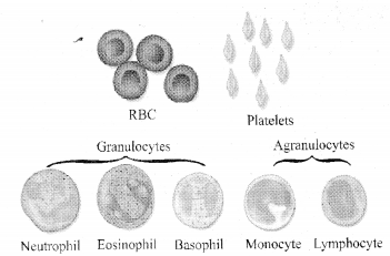 RBSE Solutions for Class 11 Biology Chapter 33 Animal Tissue img-5