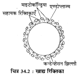 RBSE Solutions for Class 11 Biology Chapter 34 अमीबा img-2