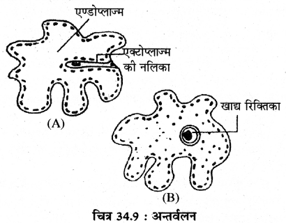 RBSE Solutions for Class 11 Biology Chapter 34 अमीबा img-4