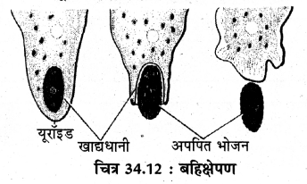 RBSE Solutions for Class 11 Biology Chapter 34 अमीबा img-7