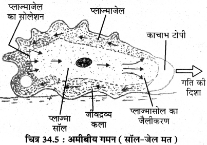 RBSE Solutions for Class 11 Biology Chapter 34 अमीबा img-10