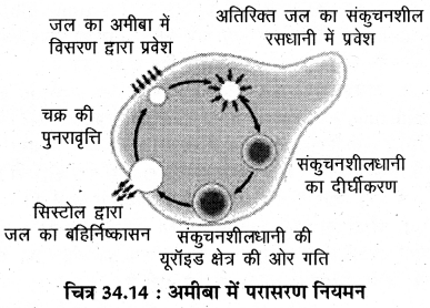 RBSE Solutions for Class 11 Biology Chapter 34 अमीबा img-14