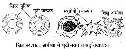 RBSE Solutions for Class 11 Biology Chapter 34 अमीबा img-16