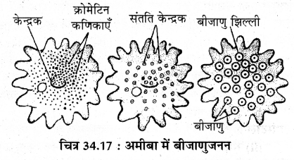 RBSE Solutions for Class 11 Biology Chapter 34 अमीबा img-17