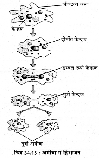 RBSE Solutions for Class 11 Biology Chapter 34 अमीबा img-15