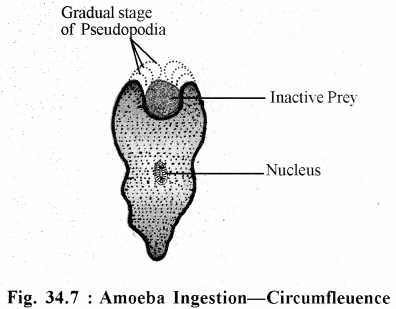 RBSE Solutions for Class 11 Biology Chapter 34 Amoeba img-3