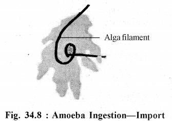 RBSE Solutions for Class 11 Biology Chapter 34 Amoeba img-4