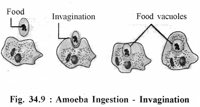 RBSE Solutions for Class 11 Biology Chapter 34 Amoeba img-5