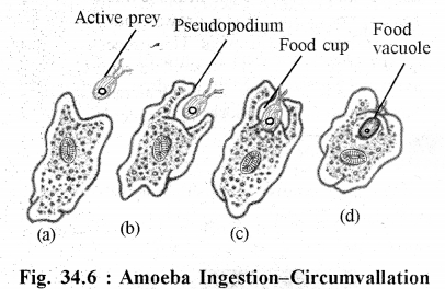 RBSE Solutions for Class 11 Biology Chapter 34 Amoeba img-2