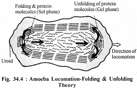RBSE Solutions for Class 11 Biology Chapter 34 Amoeba img-9