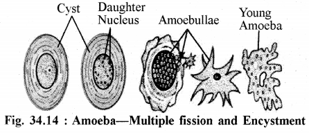 RBSE Solutions for Class 11 Biology Chapter 34 Amoeba img-13