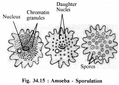 RBSE Solutions for Class 11 Biology Chapter 34 Amoeba img-14