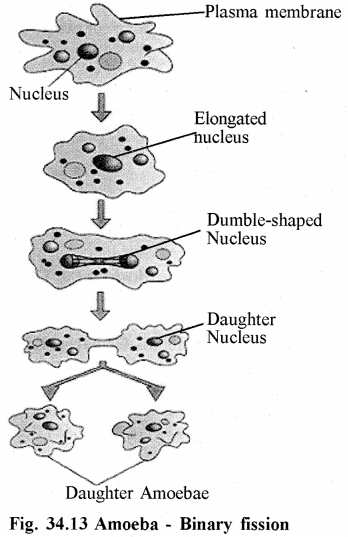 RBSE Solutions for Class 11 Biology Chapter 34 Amoeba img-12