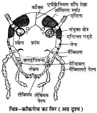 RBSE Solutions for Class 11 Biology Chapter 36 तिलचट्टा img-1