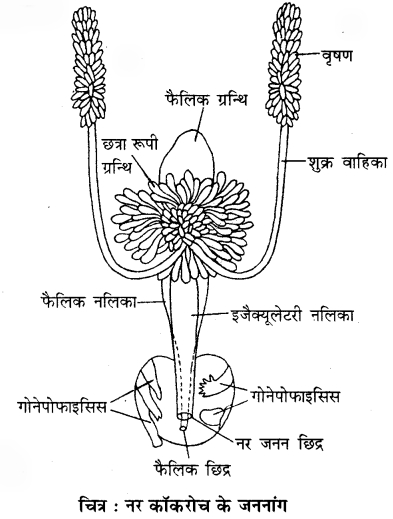RBSE Solutions for Class 11 Biology Chapter 36 तिलचट्टा img-4