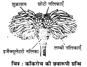 RBSE Solutions for Class 11 Biology Chapter 36 तिलचट्टा img-6