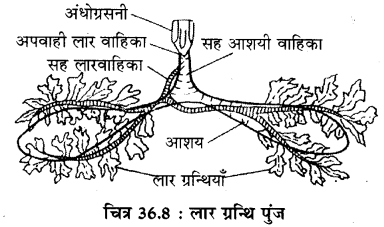RBSE Solutions for Class 11 Biology Chapter 36 तिलचट्टा img-11