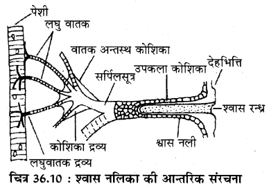 RBSE Solutions for Class 11 Biology Chapter 36 तिलचट्टा img-13