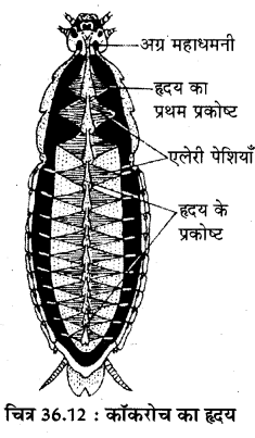 RBSE Solutions for Class 11 Biology Chapter 36 तिलचट्टा img-15