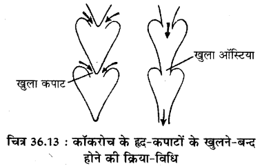 RBSE Solutions for Class 11 Biology Chapter 36 तिलचट्टा img-16