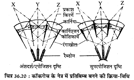 RBSE Solutions for Class 11 Biology Chapter 36 तिलचट्टा img-19
