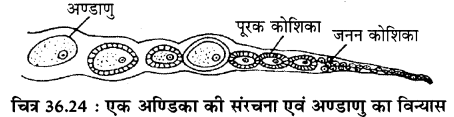 RBSE Solutions for Class 11 Biology Chapter 36 तिलचट्टा img-23