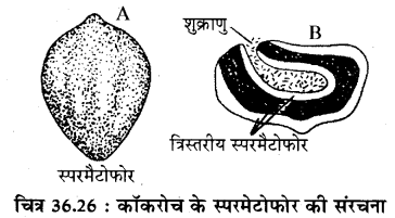 RBSE Solutions for Class 11 Biology Chapter 36 तिलचट्टा img-25