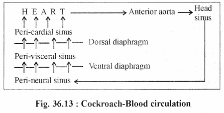 RBSE Solutions for Class 11 Biology Chapter 36 Cockroach img-13