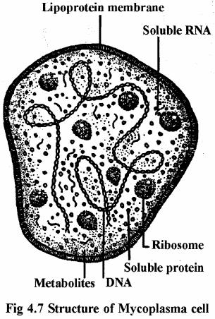 RBSE Solutions for Class 11 Biology Chapter 4 Kingdom: Monera, Protista and Fungi img-2