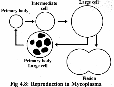 RBSE Solutions for Class 11 Biology Chapter 4 Kingdom: Monera, Protista and Fungi img-3
