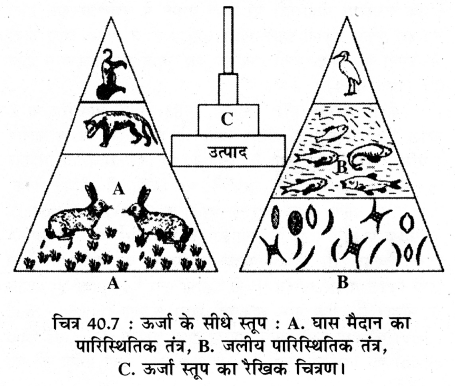 RBSE Solutions for Class 11 Biology Chapter 40 पारिस्थितिक तंत्र img-3