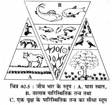 RBSE Solutions for Class 11 Biology Chapter 40 पारिस्थितिक तंत्र img-1