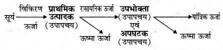 RBSE Solutions for Class 11 Biology Chapter 40 पारिस्थितिक तंत्र img-8