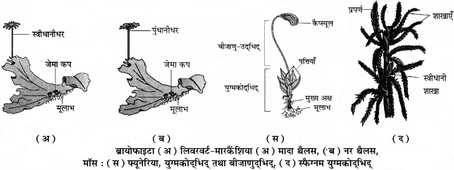 RBSE Solutions for Class 11 Biology Chapter 5 पादप जगत img-4