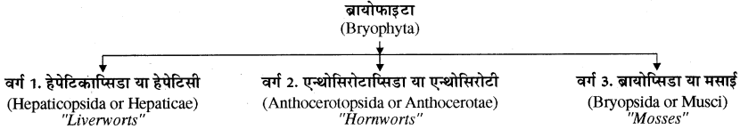 RBSE Solutions for Class 11 Biology Chapter 5 पादप जगत img-5