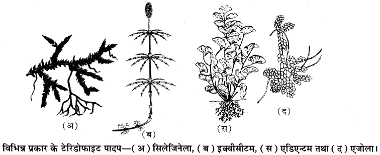 RBSE Solutions for Class 11 Biology Chapter 5 पादप जगत img-6