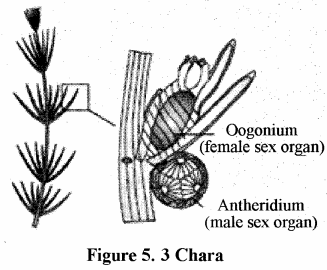 RBSE Solutions for Class 11 Biology Chapter 5 Plant Kingdom img-2