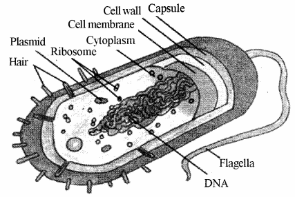 RBSE Solutions for Class 11 Biology Chapter 6 The Cell img-2