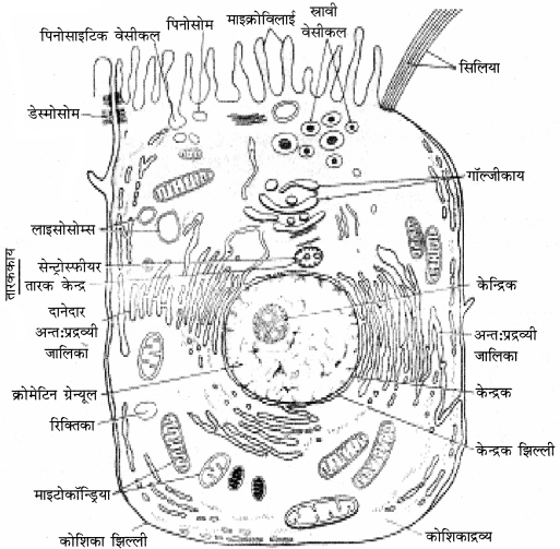 RBSE Solutions for Class 11 Biology Chapter 6 कोशिका img-3
