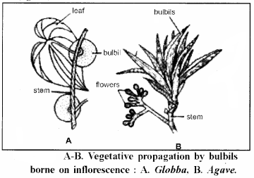 RBSE Solutions for Class 12 Biology Chapter 1 Reproduction in Angiospermic Plants 8